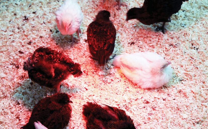 Keeping-chicks-warm